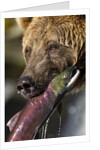 Brown Bear and Salmon, Katmai National Park, Alaska by Anonymous