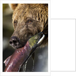 Brown Bear and Salmon, Katmai National Park, Alaska by Anonymous