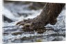 Brown Bear Claws, Katmai National Park, Alaska by Anonymous