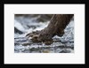 Brown Bear Claws, Katmai National Park, Alaska by Anonymous