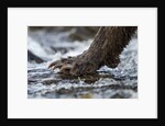 Brown Bear Claws, Katmai National Park, Alaska by Anonymous