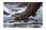 Brown Bear Claws, Katmai National Park, Alaska by Anonymous