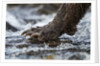 Brown Bear Claws, Katmai National Park, Alaska by Anonymous