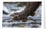 Brown Bear Claws, Katmai National Park, Alaska by Anonymous
