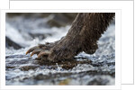 Brown Bear Claws, Katmai National Park, Alaska by Anonymous