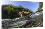 Brown Bear and Underwater Salmon, Katmai National Park, Alaska by Anonymous