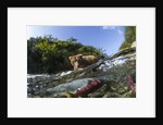 Brown Bear and Underwater Salmon, Katmai National Park, Alaska by Anonymous