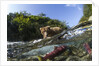 Brown Bear and Underwater Salmon, Katmai National Park, Alaska by Anonymous