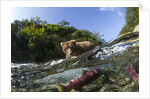 Brown Bear and Underwater Salmon, Katmai National Park, Alaska by Anonymous
