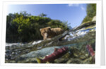 Brown Bear and Underwater Salmon, Katmai National Park, Alaska by Anonymous
