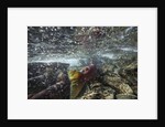 Spawning Red Salmon, Katmai National Park, Alaska by Anonymous