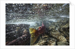 Spawning Red Salmon, Katmai National Park, Alaska by Anonymous
