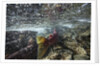 Spawning Red Salmon, Katmai National Park, Alaska by Anonymous