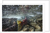Spawning Red Salmon, Katmai National Park, Alaska by Anonymous