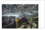 Spawning Red Salmon, Katmai National Park, Alaska by Anonymous