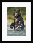Brown Bear, Katmai National Park, Alaska by Anonymous