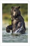 Brown Bear, Katmai National Park, Alaska by Anonymous