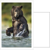 Brown Bear, Katmai National Park, Alaska by Anonymous