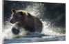 Brown Bear, Katmai National Park, Alaska by Anonymous