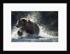 Brown Bear, Katmai National Park, Alaska by Anonymous