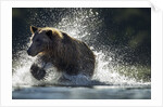 Brown Bear, Katmai National Park, Alaska by Anonymous