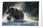 Brown Bear, Katmai National Park, Alaska by Anonymous