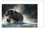 Brown Bear, Katmai National Park, Alaska by Anonymous