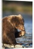 Brown Bear Cub, Katmai National Park, Alaska by Corbis