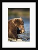 Brown Bear Cub, Katmai National Park, Alaska by Corbis