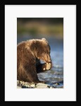 Brown Bear Cub, Katmai National Park, Alaska by Anonymous