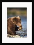 Brown Bear Cub, Katmai National Park, Alaska by Corbis