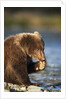 Brown Bear Cub, Katmai National Park, Alaska by Corbis