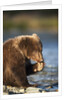 Brown Bear Cub, Katmai National Park, Alaska by Corbis