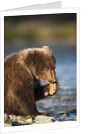 Brown Bear Cub, Katmai National Park, Alaska by Corbis