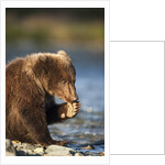 Brown Bear Cub, Katmai National Park, Alaska by Anonymous