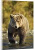 Brown Bear, Katmai National Park, Alaska by Anonymous