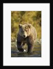 Brown Bear, Katmai National Park, Alaska by Anonymous