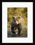 Brown Bear, Katmai National Park, Alaska by Anonymous
