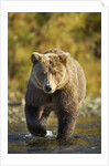 Brown Bear, Katmai National Park, Alaska by Anonymous