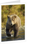 Brown Bear, Katmai National Park, Alaska by Anonymous