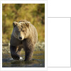 Brown Bear, Katmai National Park, Alaska by Anonymous