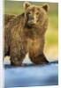 Brown Bear, Katmai National Park, Alaska by Anonymous