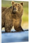 Brown Bear, Katmai National Park, Alaska by Anonymous