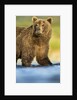 Brown Bear, Katmai National Park, Alaska by Anonymous