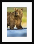 Brown Bear, Katmai National Park, Alaska by Anonymous