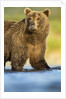 Brown Bear, Katmai National Park, Alaska by Anonymous