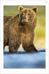 Brown Bear, Katmai National Park, Alaska by Anonymous