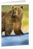 Brown Bear, Katmai National Park, Alaska by Anonymous