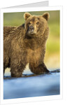 Brown Bear, Katmai National Park, Alaska by Anonymous
