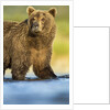 Brown Bear, Katmai National Park, Alaska by Anonymous